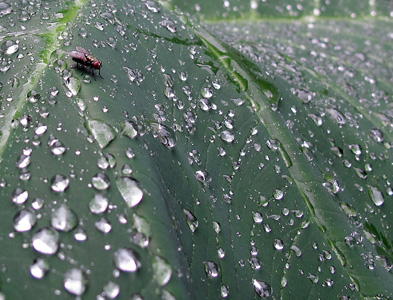 Fly sleeping on a leaf